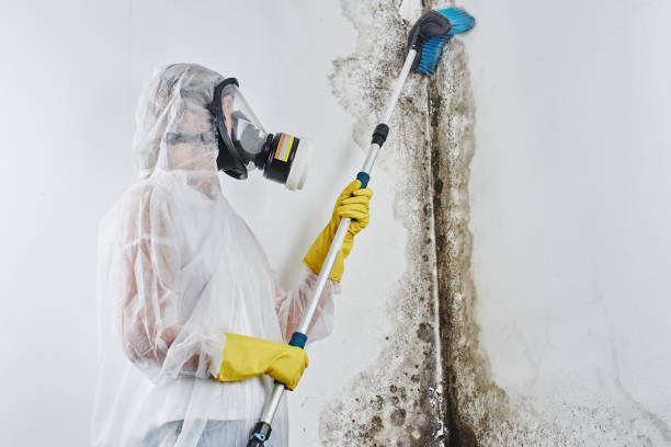 Best Mold Damage Repair  in New York Mills, NY