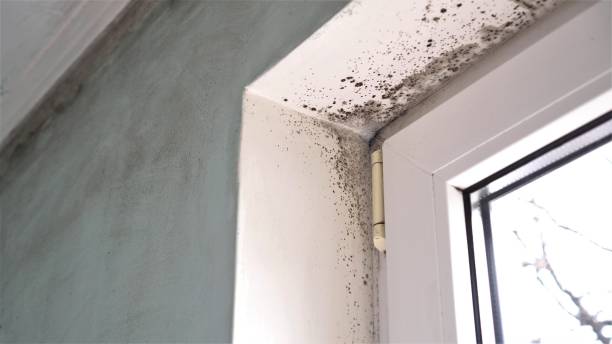 Best Fast Mold Removal  in New York Mills, NY