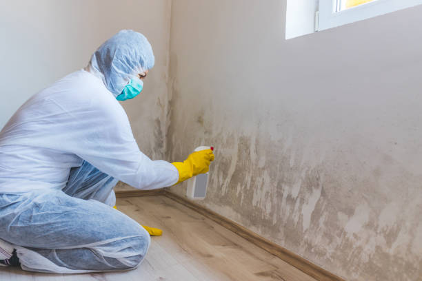 Mold Removal Process in New York Mills, NY