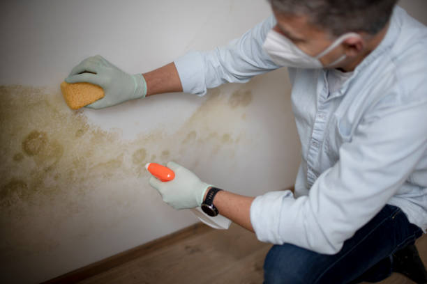 Best Attic Mold Removal  in New York Mills, NY