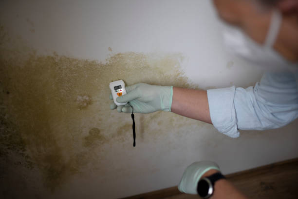 Certified Mold Removal in New York Mills, NY