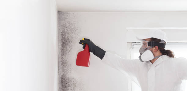 Best Office Mold Removal Services  in New York Mills, NY