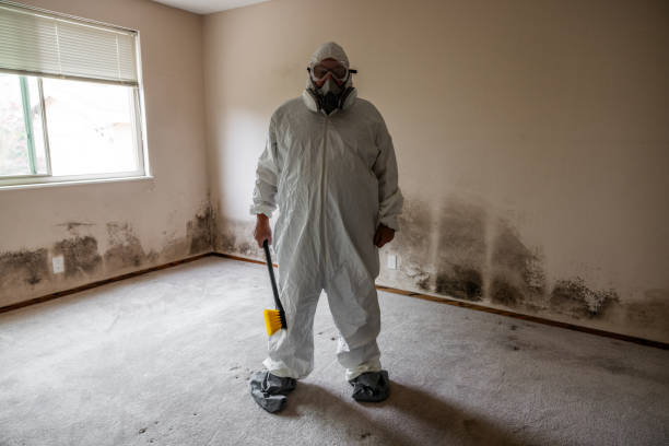 Best Mold Damage Repair  in New York Mills, NY