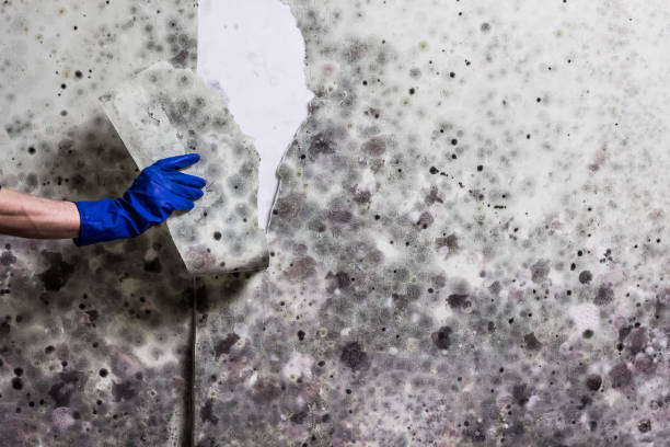 Best Crawl Space Mold Removal  in New York Mills, NY