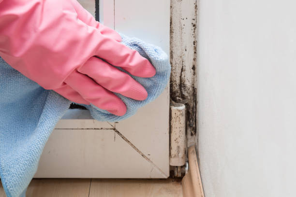 Best Local Mold Removal Service  in New York Mills, NY