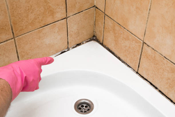 Best Home Mold Removal  in New York Mills, NY