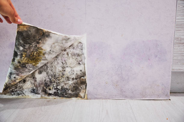 Best Same-Day Mold Removal  in New York Mills, NY